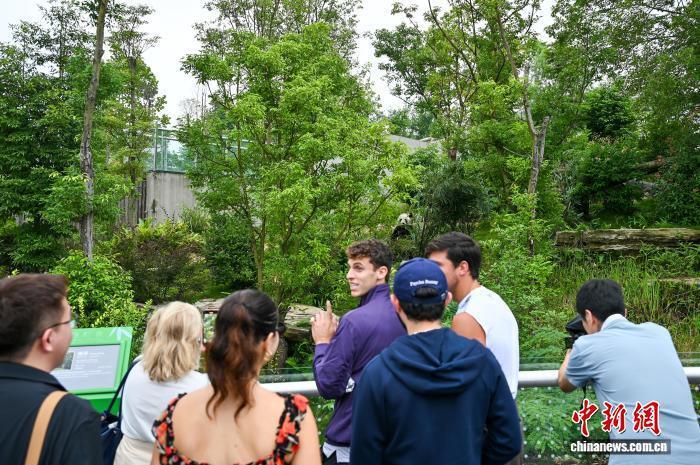 成都大熊猫, 在穆塞蒂看 成都大熊猫, 在穆塞蒂看